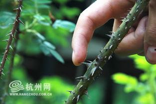 温柔的刺,探寻内心深处的情感冲突与成长