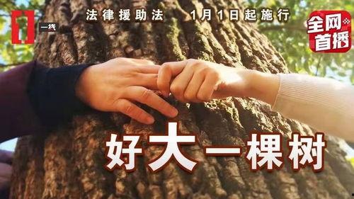 一棵树的纠纷,揭秘一棵树引发的邻里纠葛”